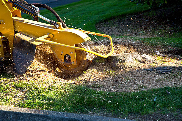 Best Tree Removal  in Dickinson, ND